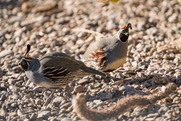 California Quail