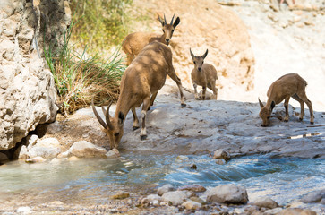 Ibex at Ein gedi national park, dead sea, israel