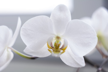Naklejka na ściany i meble Flowering branch of beautiful white phalaenopsis orchid flower with yellow center isolated close-up macro. Beautiful flower on the window.
