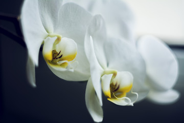Fototapeta na wymiar Flowering branch of beautiful white phalaenopsis orchid flower with yellow center isolated close-up macro. Beautiful flower on the window.