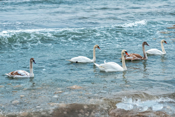 Obraz premium A large group of wild swans swim in the winter sea bay