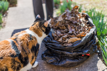 Calico cat outside looking inside bag of dried autumn leaves