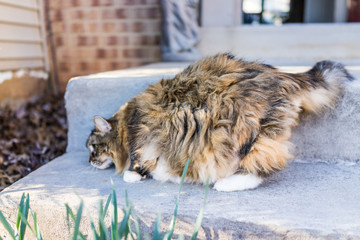 Fluffy, large maine coot cat hunting outside