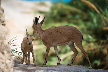 Ibex at Ein gedi national park, dead sea, israel