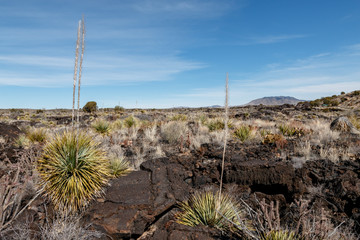 Lava Field