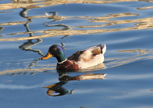 la papera del lago Viverone