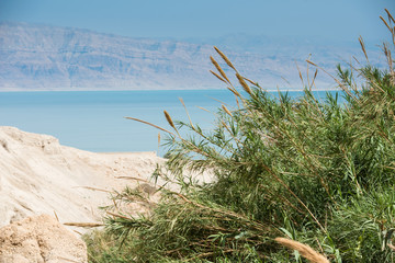 Ein Gedi Oasis, National reserve park, Dead sea, Israel