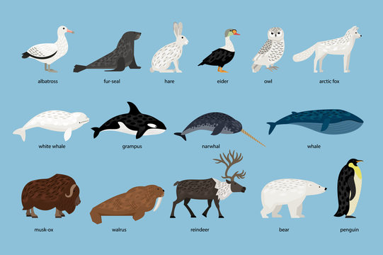 Collection of Arctic Animals