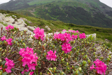 spring pink rhododendrons flower in mountain