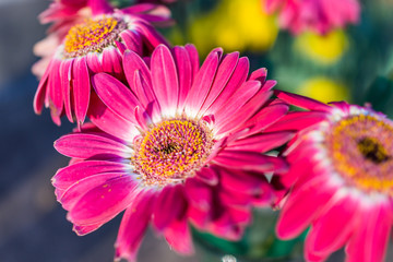 Closeup of gerbera flowers in sunlight