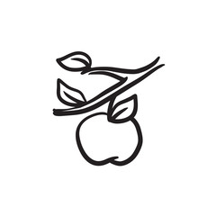 Apple harvest sketch icon.