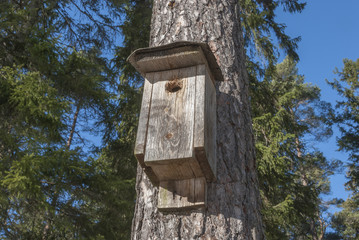 Bird house in pine tree