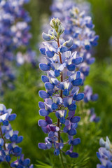 Fototapeta premium Blue-Pod Lupine, Colorado, USA
