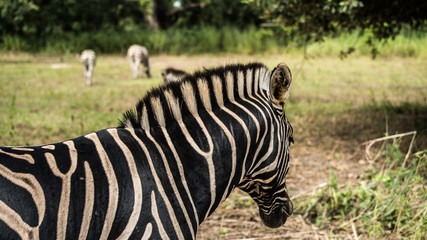 Fototapeta na wymiar Zebra in the jungle