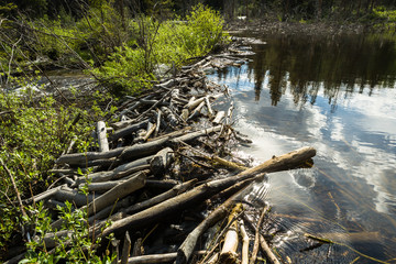 Beaver dam Near Cottonwood Pass Road, Colorado, USA
