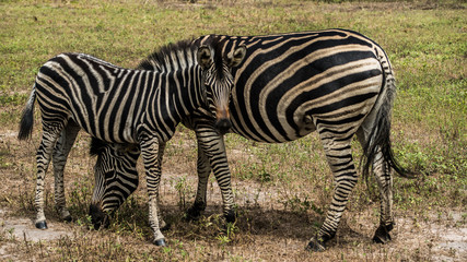 Fototapeta na wymiar Zebra in the jungle