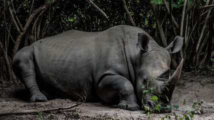 Naklejka premium Rhino