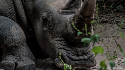 Fototapeta premium Rhino