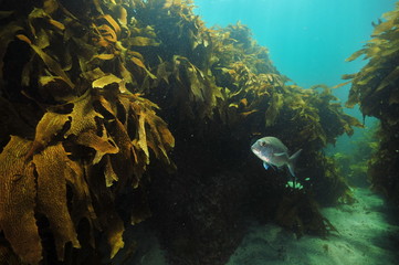 Fototapeta na wymiar Australasia snapper Pagrus auratus swimming in corridor between kelp walls.