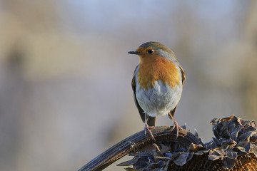 Pettirosso