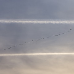 flock of migratory birds and airplane contrails