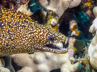 spotted moray; Gymnothorax isingteena