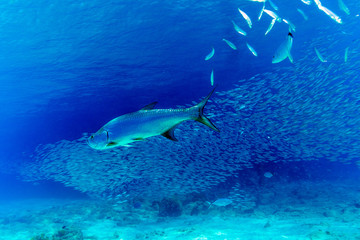 Fototapeta na wymiar Caribbean coral reef