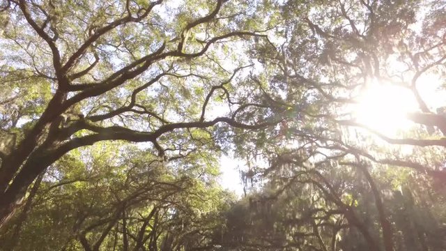 Aerial Shot Looking Up and Moving Through the Ancient Oak Trees of Wormsloe