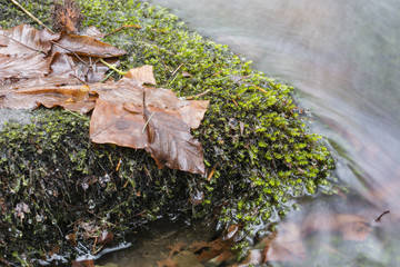 Isle of green moss with fallen beech leaves on a rock in the river.