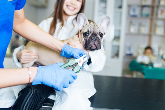 Beautiful young girl dressed as vet with her French bulldog at veterinary. Vet trimming dog's nails. Selective focus on nail trimmer.