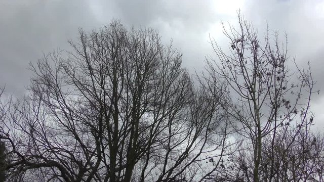 Trees blowing in a strong wind