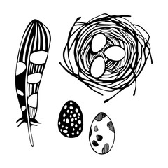 Hand drawn feathers, nest with eggs. Vector illustration.
