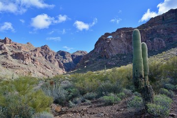 Arch Canyon Organ Pipe Cactus National Monument