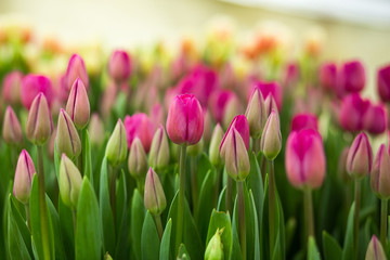 Fototapeta premium a lot of beautiful multicolored tulips growing on a field, in the garden, in the greenhouse,red,yellow,violet,orange,pink tulups,Springtime, lots of tulips,flowers concept