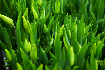 Fototapeta na wymiar unblown green tulips,a lot of beautiful multicolored tulips growing on a field, in the greenhouse,red,yellow,violet,orange,pink tulups,Springtime, lots of tulips,flowers concept