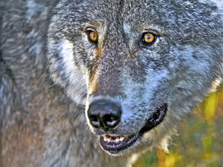 Close up Head shot of alert Timber Wolf