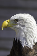 American bald eagle head close-up profile