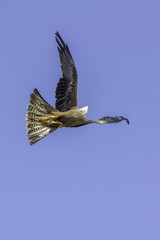 Bird of prey agility in flight
