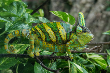 green and yellow striped chameleon resting on a branch among the leaves