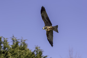 Red kite bird of prey feeding on the wing