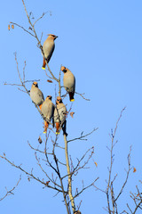 Flock of Bohemian waxwing sitting close together on aspen tree against blue sky.