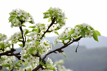 Birnenblüten, Obstblüten