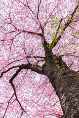 Sakura tree , Japanese cherry blossom symbol of spring