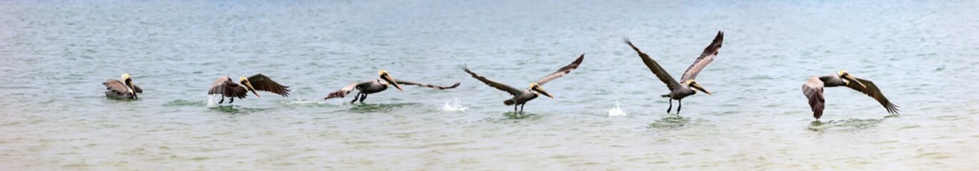 Pelican, start in six steps, Panorama, Sanibel Island, Florida, USA