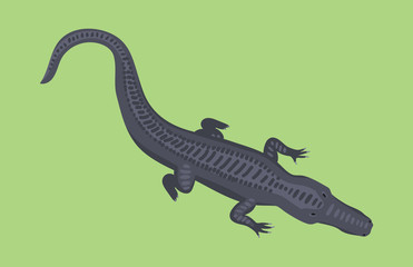 Cartoon green crocodile danger predator and australian wildlife river reptile carnivore alligator with scales teeth flat vector illustration.