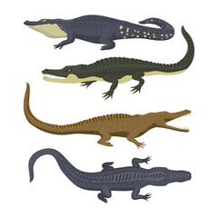 Cartoon green crocodile danger predator and australian wildlife river reptile carnivore alligator with scales teeth flat vector illustration.