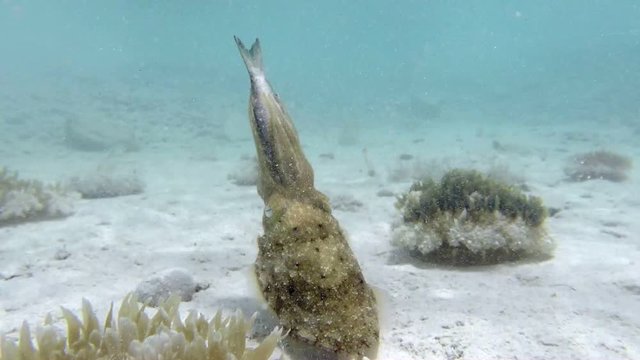 Underwater Pharaoh Cuttlefish Hunting Fish. Picture of upside-down jellyfish and pharaoh cuttlefish (Sepia pharaonis) hunting fish in the tropical reef of the Red Sea, Dahab, Egypt.