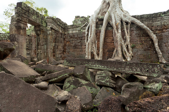 Image of overgrown tree roots at ancient temple in Cambodia 