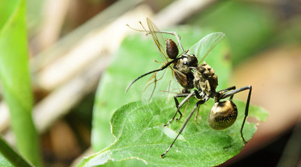 Ant, Black ant on the ground