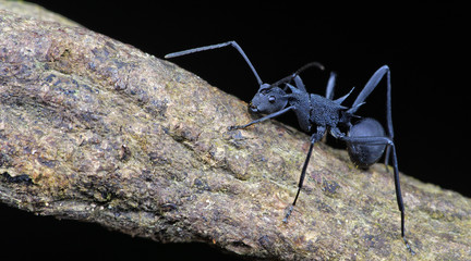 Ant, Black ant on the branch